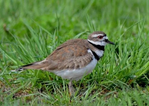 Killdeer Foto stock
