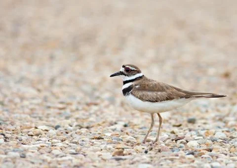 Killdeer Stock Photos