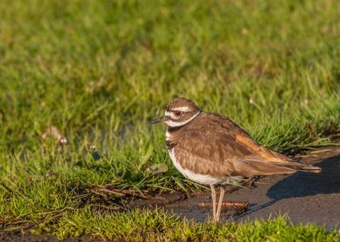 Killdeer Stock Photos