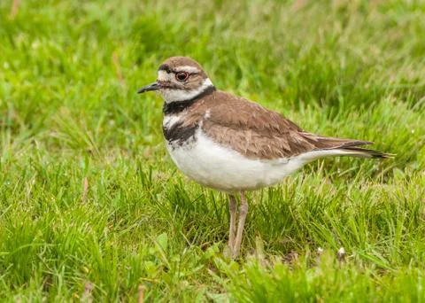 Killdeer Stock Photos