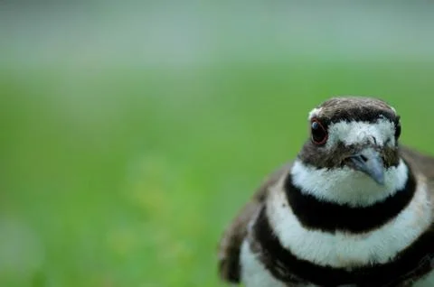Killdeer Foto stock