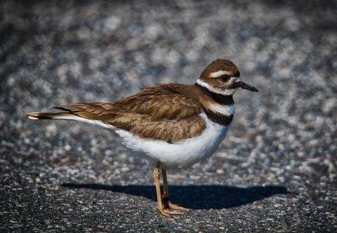 Killdeer Stock Photos