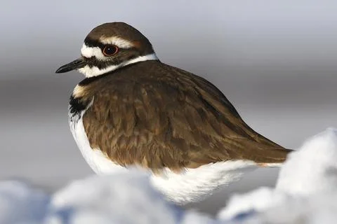 Killdeer Stock Photos