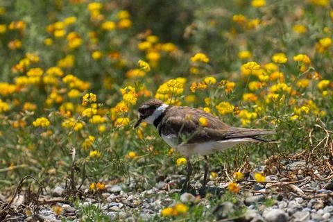 Killdeer Stock Photos