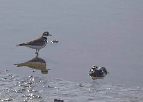 Killdeer Stock-Fotos