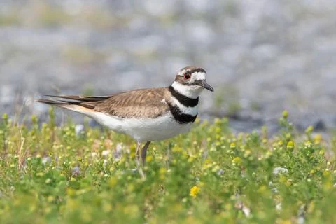 Killdeer plover bird standing in field of Rayless Chamomile yellow flowers Stock Photos