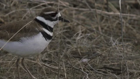 Killdeer Plover, closeup of head, 2k Stock Footage 152858895