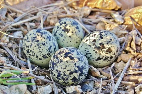 Killdeer Plover Eggs Stock-Fotos