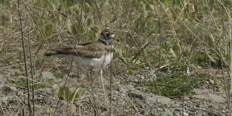 Killdeer plover running weeds, 2k Stock Footage 154554990