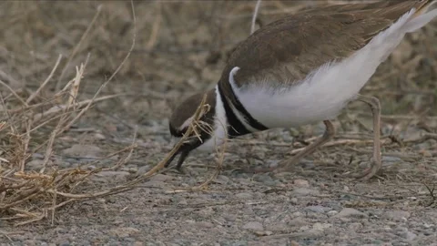 Killdeer plovercatches bugs, closeup, 2k Stock Footage 152858899