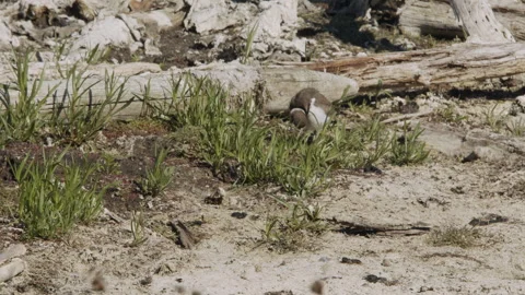 Killdeer preening at nest on lakeshore, slow motion, nature bird, 4k Stock Footage 277116517