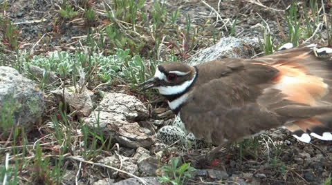 Killdeer protecting nest Stock Footage 24847807