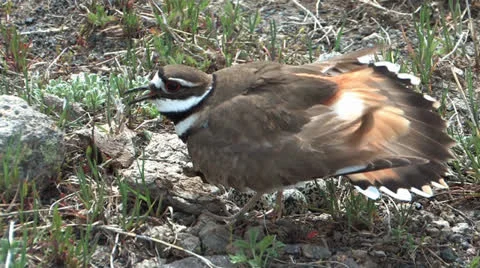 Killdeer protecting nest Stock Footage 24848325