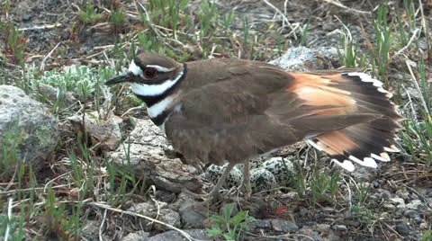 Killdeer protecting nest Stock Footage 24848644