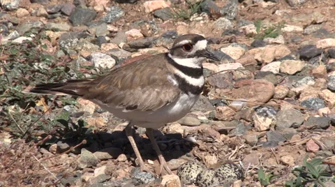 Killdeer Protecting Nest Vídeos de archivo 51003637