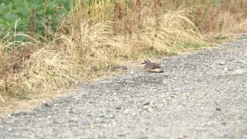 Killdeer Resting Beside a Gravel Road Stock Footage 344046821