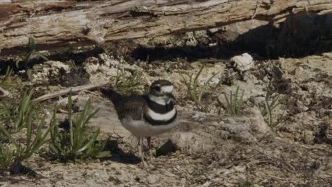 Killdeer settles on nest on sand shore, slomo, nature bird, 4k Stock Footage 277116444