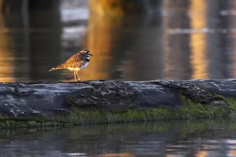 Killdeer shorebird on floating log 스톡 사진