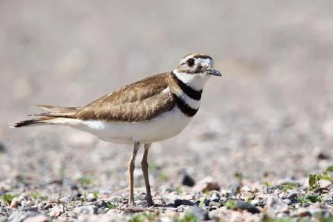 Killdeer shorebird Stock Photos