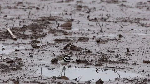 Killdeer slow motion Stock Footage 153439310
