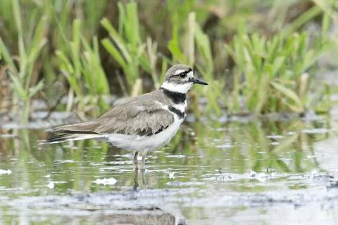 Killdeer standing in the mudflats. Stock Photos