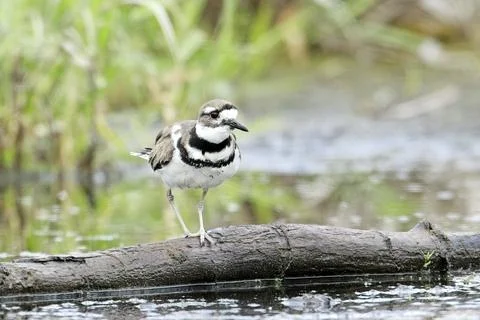 Killdeer stands on a fallen branch. Stock Photos