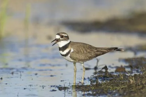 Killdeer stands in water chirping. Stock Photos