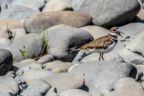 Killdeer Talking Stock Photos