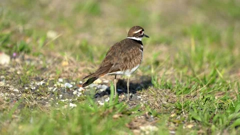 Killdeer Walking Around in the Grass Video stock 186410885