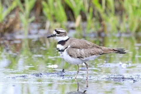Killdeer walking in shallow water. Stock Photos