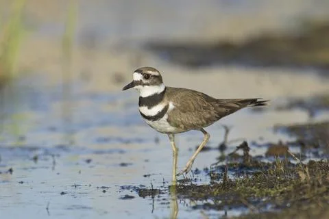 Killdeer walking in the water. Stock Photos