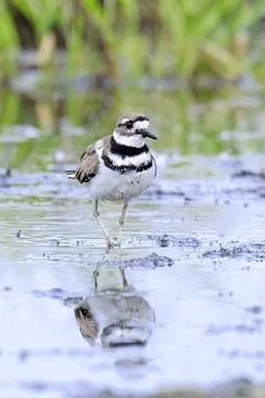 Killdeer walking in the water. Stock Photos