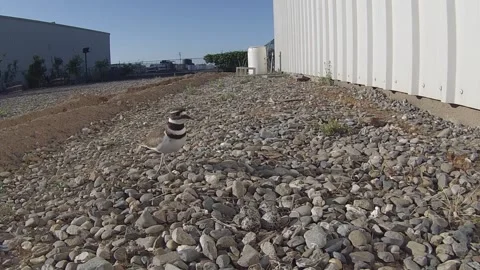 Killdeer walks to nest Stock Footage 243683752