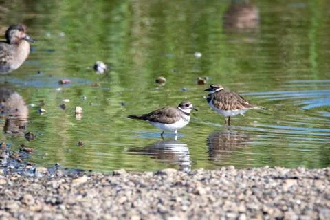 Killdeers perching in the shallow. Stock Photos