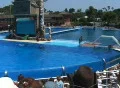Kille Whale does belly slide  Footage