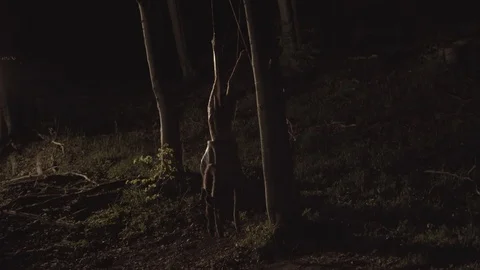 Killed deer body Video stock 98777868