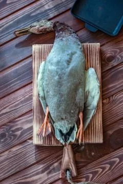 Killed duck before cooking. Stock Photos