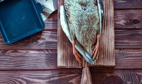 Killed duck before cooking. Stock Photos