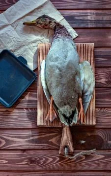 Killed duck before cooking. Stock Photos