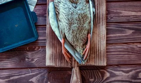 Killed duck before cooking. Stock Photos