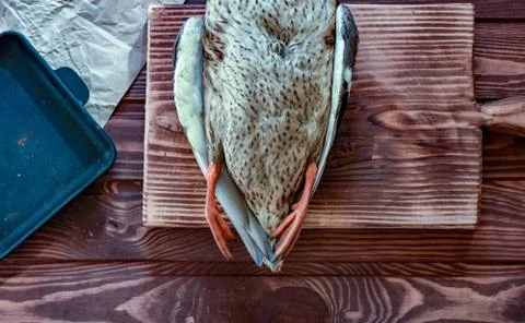 Killed duck before cooking. Stock Photos