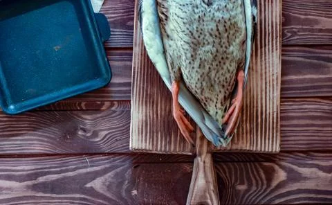 Killed duck before cooking. Stock Photos
