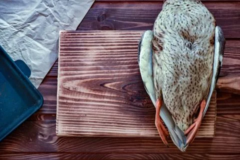 Killed duck before cooking. Stock Photos