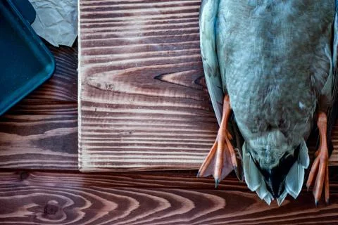 Killed duck before cooking. Stock Photos