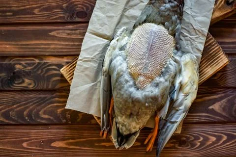 Killed duck before cooking. Stock Photos