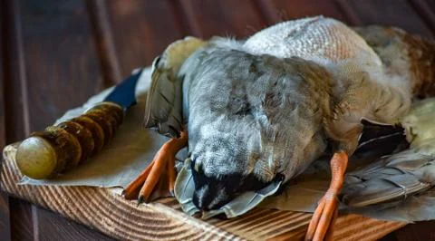 Killed duck before cooking. Stock Photos