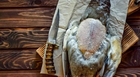 Killed duck before cooking. Stock Photos