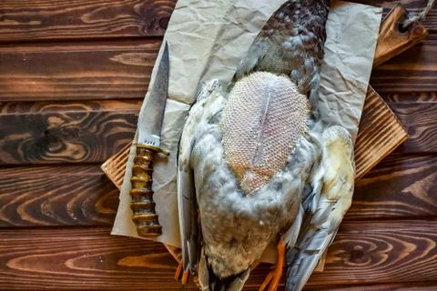 Killed duck before cooking. Stock Photos