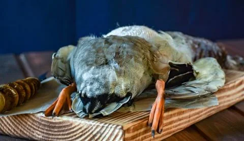 Killed duck before cooking. Stock Photos