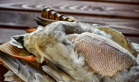 Killed duck before cooking. Stock Photos